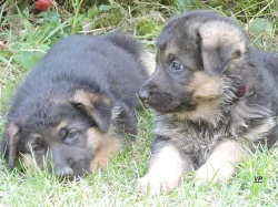 Prodáme štěňata NO s PP- poslední volný pejsek a f